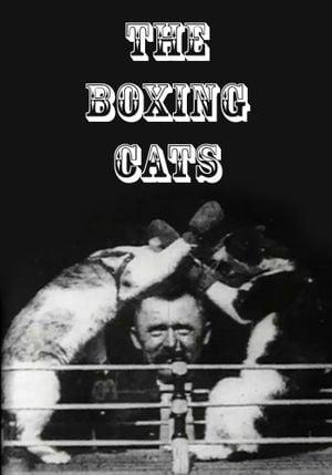 Les chats boxeurs