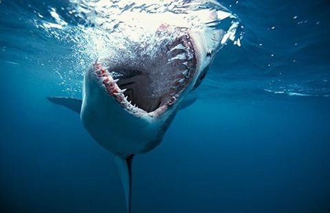 Le requin, source d'inspiration pour films de merde.