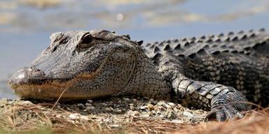 Les meilleurs films de crocodiles/alligators